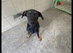 高雄市燕巢動物保護關愛園區,編號:467187, 混種犬          