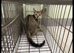 金門縣動物收容中心,編號:467179, 混種貓                 