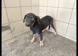 高雄市燕巢動物保護關愛園區,編號:467188, 混種犬          
