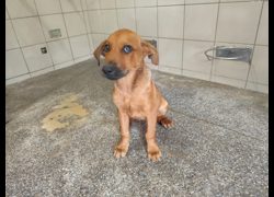 高雄市燕巢動物保護關愛園區,編號:467189, 混種犬          