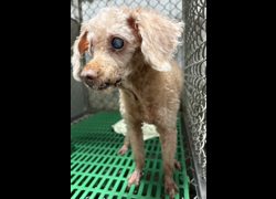 臺東縣動物收容中心,編號:461339, 貴賓犬        