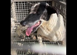 臺南市動物之家善化站,編號:467214, 混種犬          