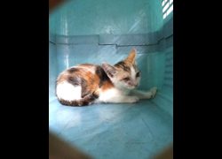 宜蘭縣流浪動物中途之家,編號:467211, 混種貓                 