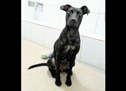 新竹縣動物保護教育園區,編號:467218, 混種犬          