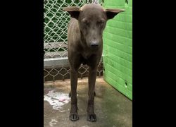 臺東縣動物收容中心,編號:467182, 混種犬          