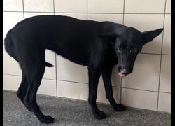高雄市燕巢動物保護關愛園區,編號:467235, 混種犬          