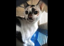 宜蘭縣流浪動物中途之家,編號:467212, 混種貓                 