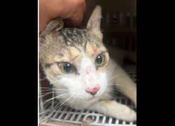 宜蘭縣流浪動物中途之家,編號:467213, 混種貓                 
