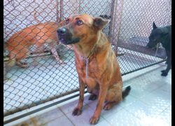 南投縣公立動物收容所,編號:467258, 混種犬          