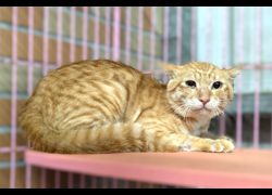 新竹縣動物保護教育園區,編號:467226, 混種貓                 