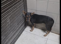 高雄市燕巢動物保護關愛園區,編號:467275, 混種犬          