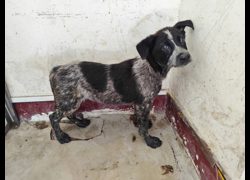 高雄市燕巢動物保護關愛園區,編號:467277, 混種犬          