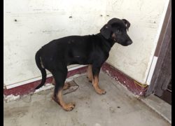 高雄市燕巢動物保護關愛園區,編號:467279, 混種犬          