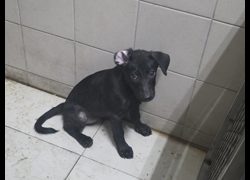 高雄市燕巢動物保護關愛園區,編號:467280, 混種犬          