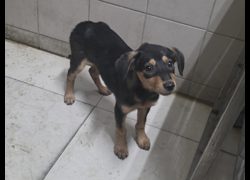 高雄市燕巢動物保護關愛園區,編號:467281, 混種犬          