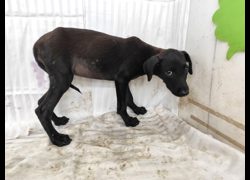 高雄市燕巢動物保護關愛園區,編號:467282, 混種犬          