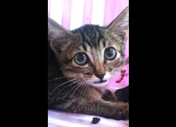 宜蘭縣流浪動物中途之家,編號:467215, 混種貓                 