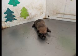 高雄市燕巢動物保護關愛園區,編號:467284, 混種犬          