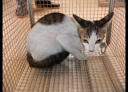 南投縣公立動物收容所,編號:467288, 混種貓                 