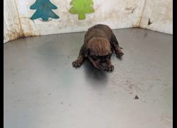 高雄市燕巢動物保護關愛園區,編號:467285, 混種犬          
