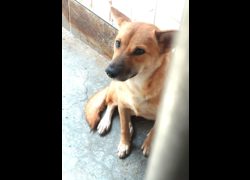 宜蘭縣流浪動物中途之家,編號:467219, 混種犬          