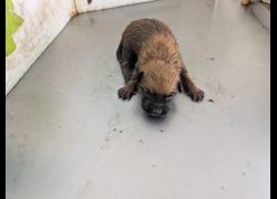 高雄市燕巢動物保護關愛園區,編號:467286, 混種犬          