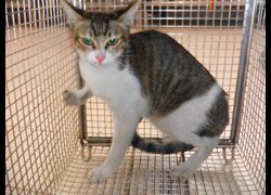 南投縣公立動物收容所,編號:467289, 混種貓                 