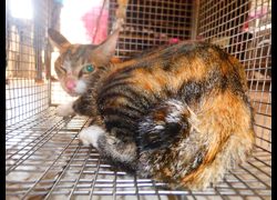 南投縣公立動物收容所,編號:467290, 混種貓                 