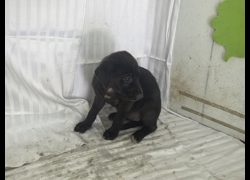 高雄市燕巢動物保護關愛園區,編號:467291, 混種犬          