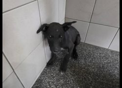 高雄市燕巢動物保護關愛園區,編號:467292, 混種犬          