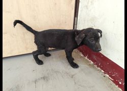 高雄市燕巢動物保護關愛園區,編號:467293, 混種犬          