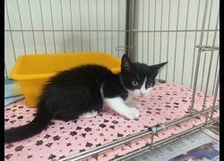 新北市板橋區公立動物之家,編號:467294, 混種貓                 