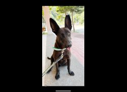 苗栗縣動物保護教育園區,編號:464434, 混種犬          