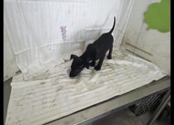 高雄市燕巢動物保護關愛園區,編號:467327, 混種犬          