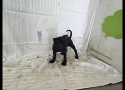 高雄市燕巢動物保護關愛園區,編號:467328, 混種犬          