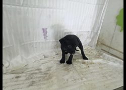 高雄市燕巢動物保護關愛園區,編號:467329, 混種犬          