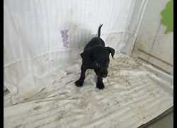 高雄市燕巢動物保護關愛園區,編號:467330, 混種犬          
