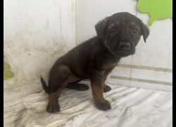 高雄市燕巢動物保護關愛園區,編號:467339, 混種犬          