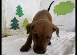 高雄市燕巢動物保護關愛園區,編號:467342, 混種犬          