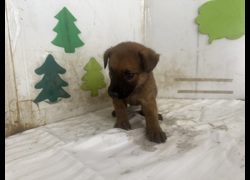 高雄市燕巢動物保護關愛園區,編號:467345, 混種犬          