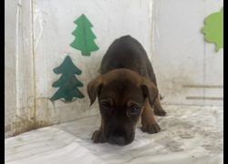 高雄市燕巢動物保護關愛園區,編號:467346, 混種犬          