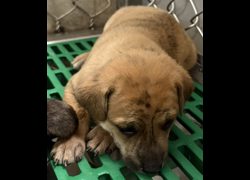 臺東縣動物收容中心,編號:467347, 混種犬          