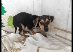 高雄市燕巢動物保護關愛園區,編號:467348, 混種犬          