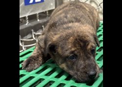 臺東縣動物收容中心,編號:467349, 混種犬          