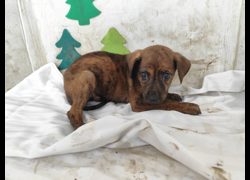 高雄市燕巢動物保護關愛園區,編號:467350, 混種犬          