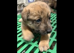 臺東縣動物收容中心,編號:467351, 混種犬          