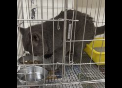 新北市新店區公立動物之家,編號:467354, 英國短毛貓               