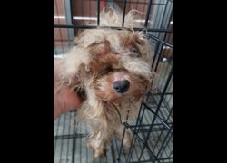 新北市五股區公立動物之家,編號:467363, 瑪爾濟斯犬           
