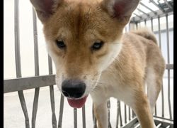 臺北市動物之家,編號:467370, 柴犬                  