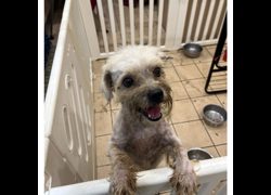 新北市瑞芳區公立動物之家,編號:467372, 混種犬          